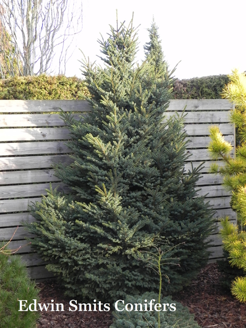 Picea glehnii 'Chinese Marl'